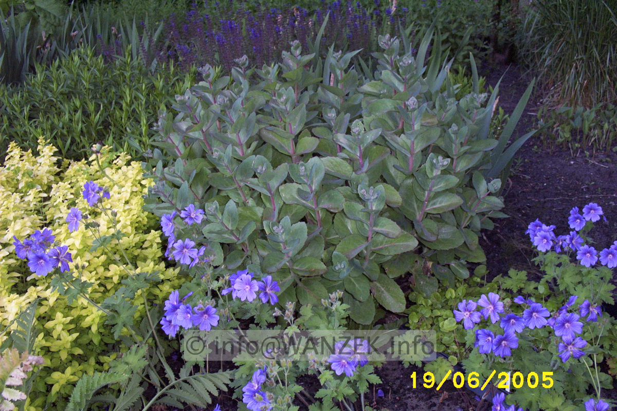 Sedum telephium Matrona 02.JPG